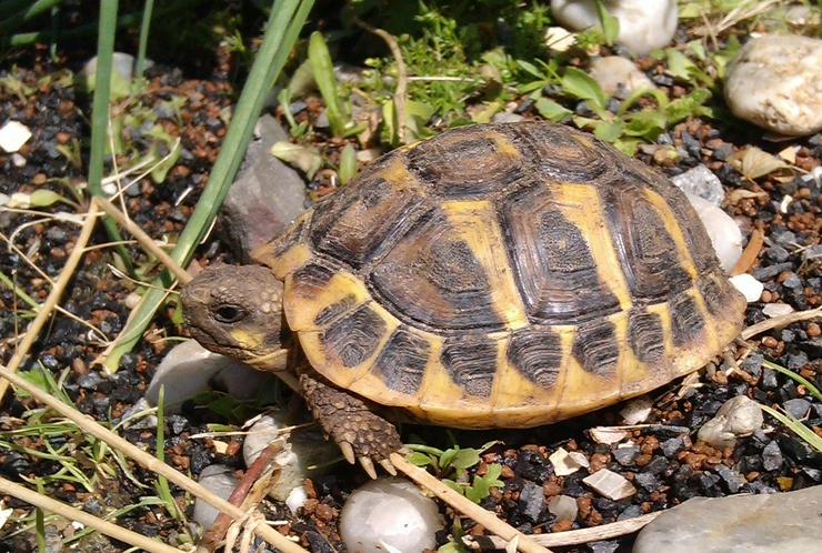 Griechische Landschildkröten (THH, NZ 2017) - Schildkröten - Bild 1