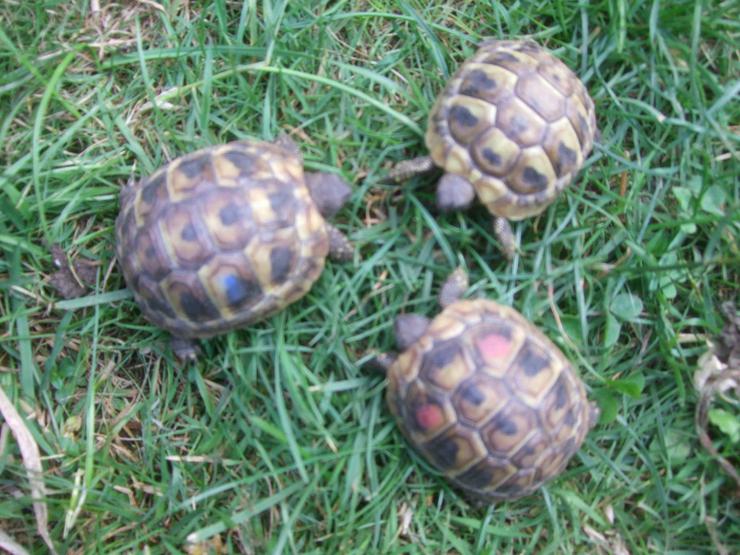 Bild 1: Landschildkröten-Eigene Nachzuchten 2019 mit EU-Bescheinigung