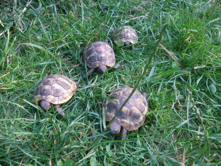 Bild 10: Landschildkröten-Eigene Nachzuchten 2019 mit EU-Bescheinigung