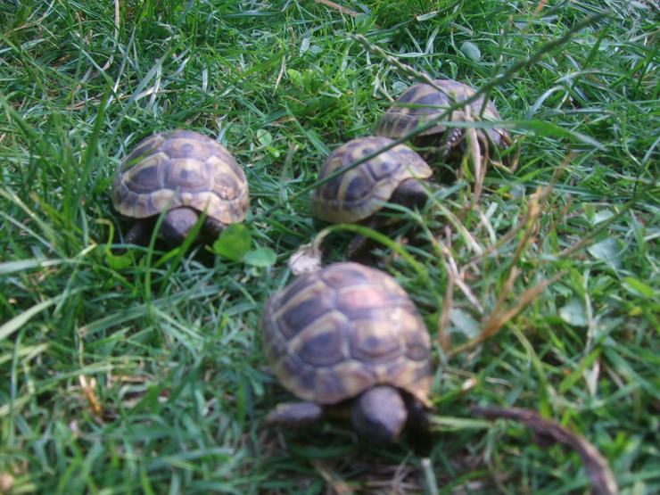 Bild 9: Landschildkröten-Eigene Nachzuchten 2019 mit EU-Bescheinigung