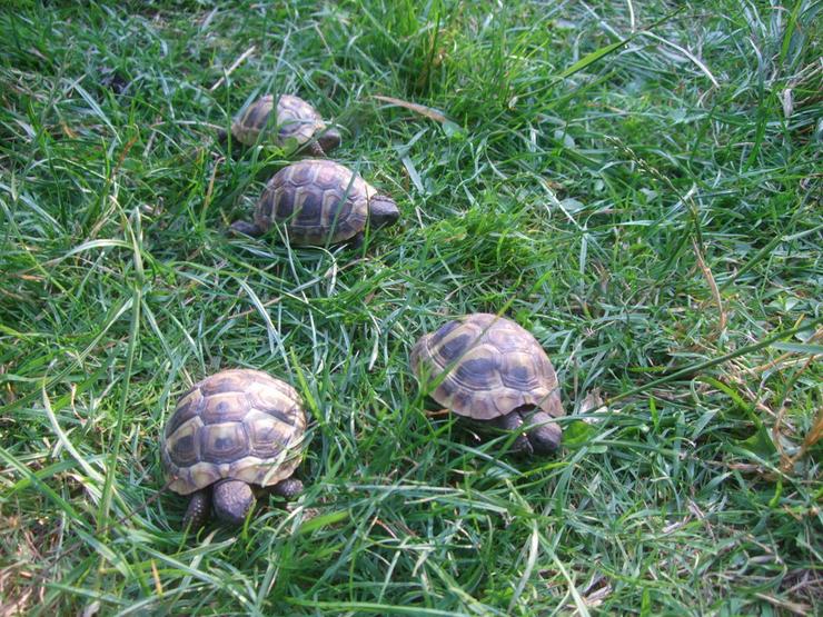 Bild 7: Landschildkröten-Eigene Nachzuchten 2019 mit EU-Bescheinigung