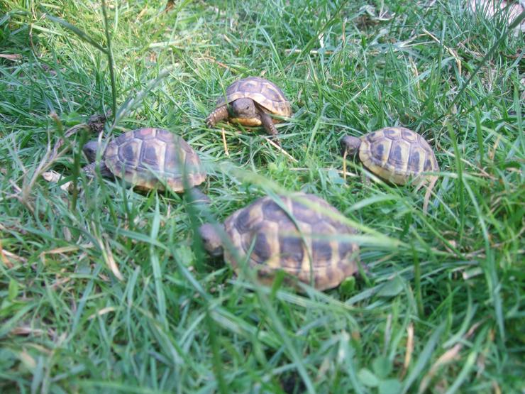 Bild 8: Landschildkröten-Eigene Nachzuchten 2019 mit EU-Bescheinigung