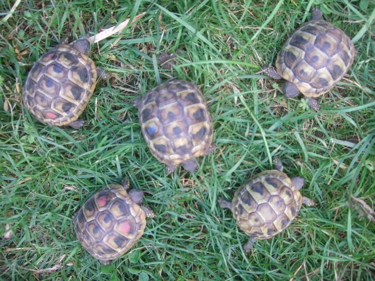 Bild 2: Landschildkröten-Eigene Nachzuchten 2019 mit EU-Bescheinigung