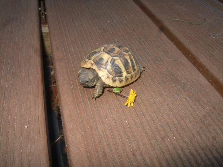 Landschildkröten-Eigene Nachzuchten 2019 mit EU-Bescheinigung - Schildkröten - Bild 5