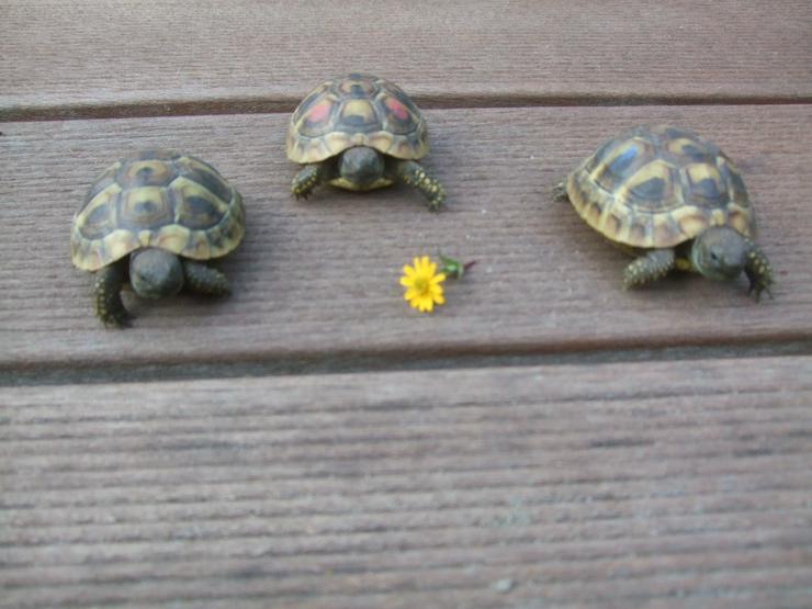 Landschildkröten-Eigene Nachzuchten 2019 mit EU-Bescheinigung - Schildkröten - Bild 3