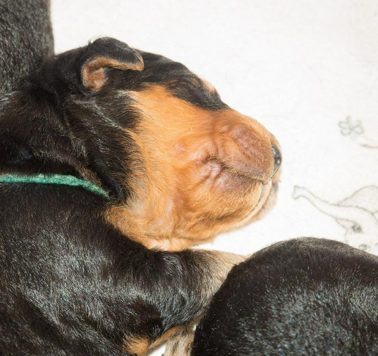 Bild 12: Airedale Terrier Welpen mit VDH Ahnentafeln