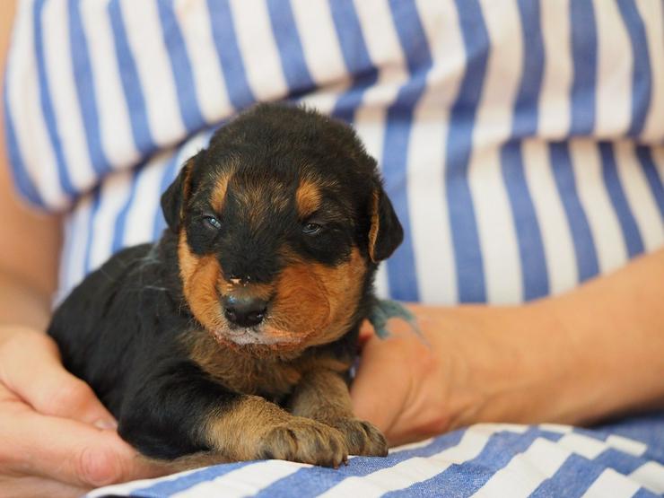 Bild 14: Airedale Terrier Welpen mit VDH Ahnentafeln