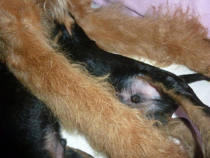 Bild 5: Airedale Terrier Welpen mit VDH Ahnentafeln
