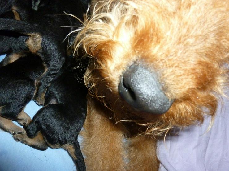 Bild 6: Airedale Terrier Welpen mit VDH Ahnentafeln