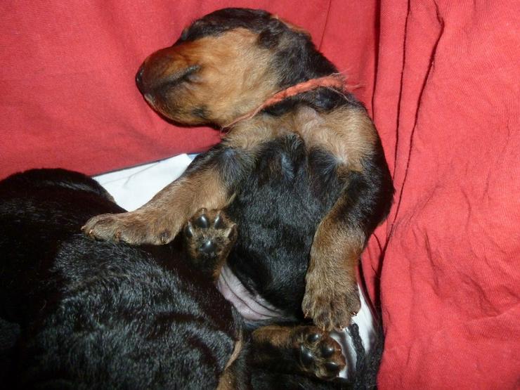 Bild 9: Airedale Terrier Welpen mit VDH Ahnentafeln