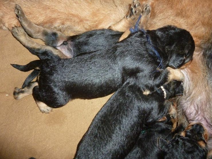 Airedale Terrier Welpen mit VDH Ahnentafeln - Rassehunde - Bild 8