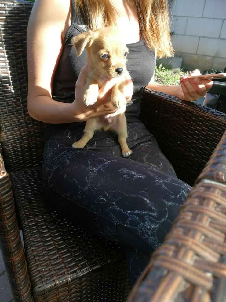 Chihuahua rüde