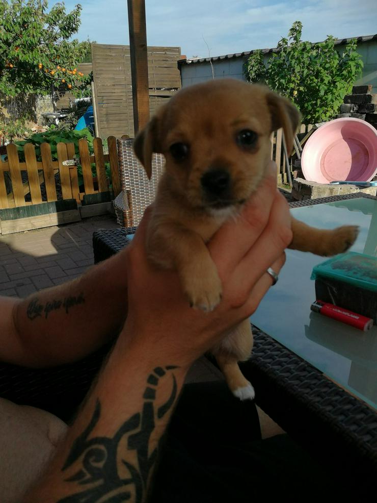 Chihuahua rüde - Rassehunde - Bild 2