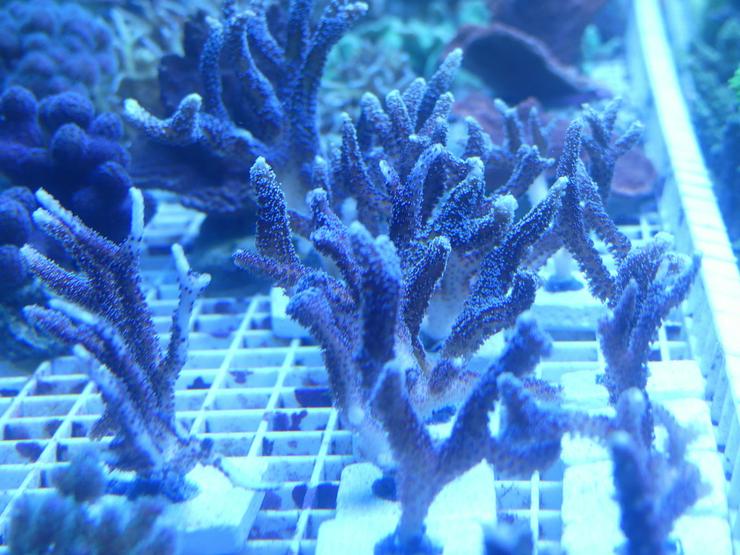 Diverse Korallen SPS und LPS - Korallen & Anemonen - Bild 6
