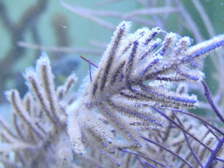 Diverse Korallen SPS und LPS - Korallen & Anemonen - Bild 7