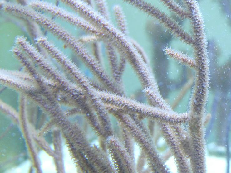 Diverse Korallen SPS und LPS - Korallen & Anemonen - Bild 8