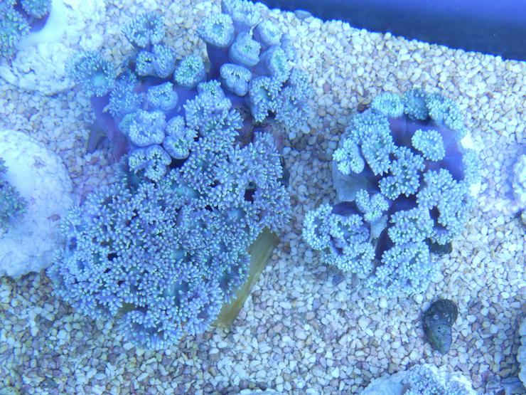 Bild 5: Diverse Korallen SPS und LPS