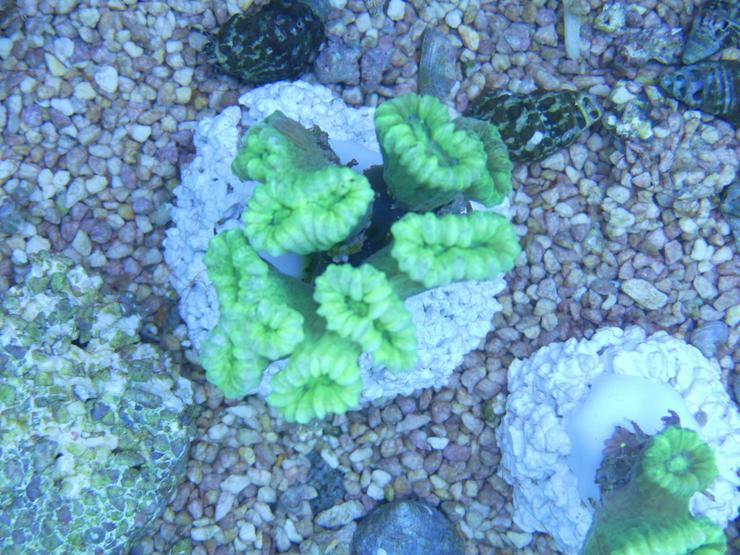 Bild 9: Diverse Korallen SPS und LPS
