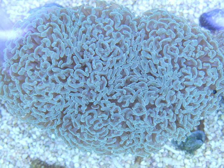 Bild 1: Diverse Korallen SPS und LPS
