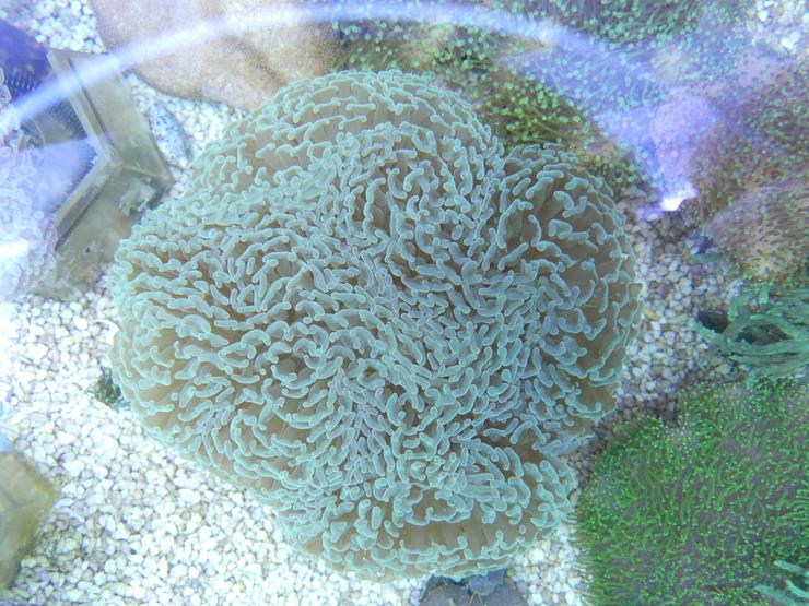 Bild 2: Diverse Korallen SPS und LPS
