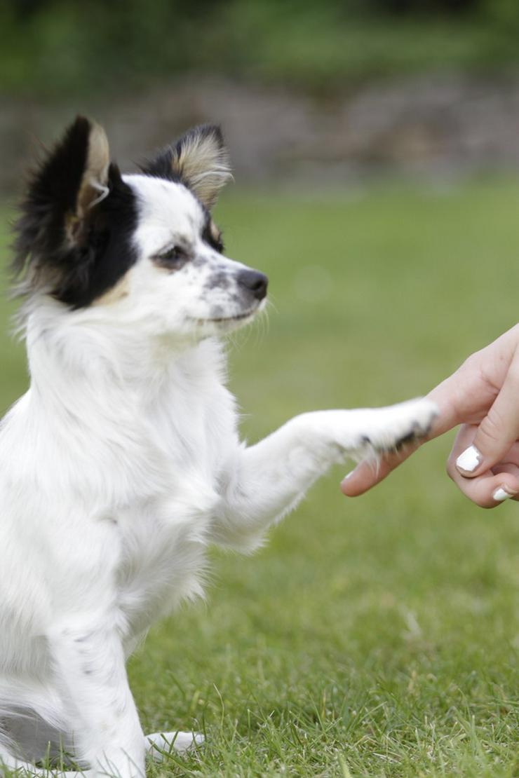 Urlaubsbetreuung für kleine Hunde - Tierbetreuung & Training - Bild 5