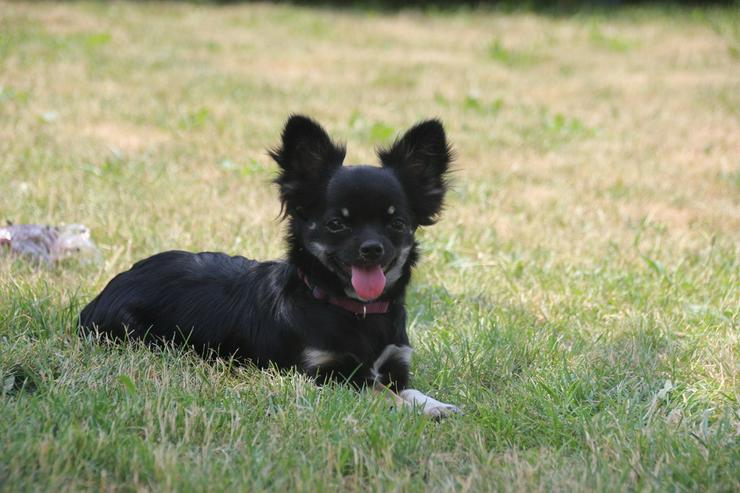 Urlaubsbetreuung für kleine Hunde - Tierbetreuung & Training - Bild 3