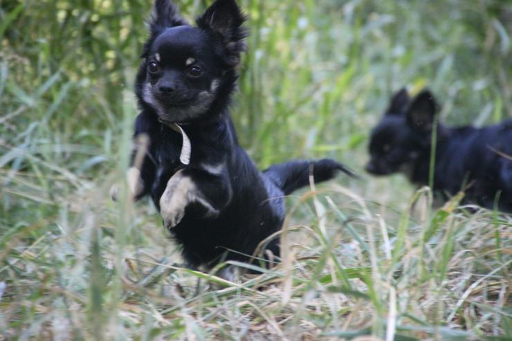 Urlaubsbetreuung für kleine Hunde - Tierbetreuung & Training - Bild 7