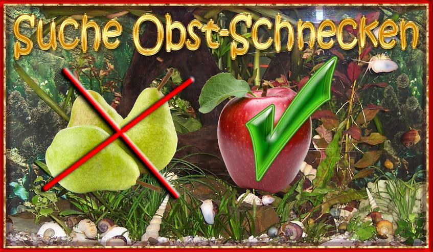 Suche Obst-Schnecken - Muscheln & Schnecken - Bild 1