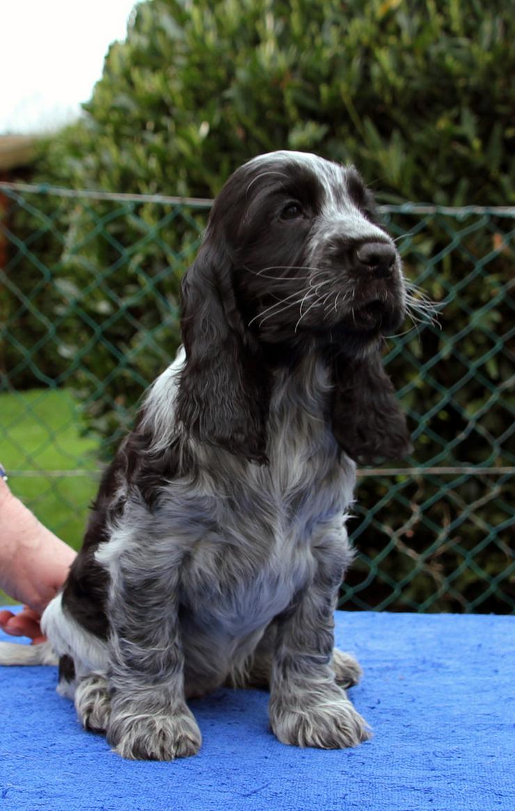 Moonlights Cocker Spaniel - Rassehunde - Bild 8