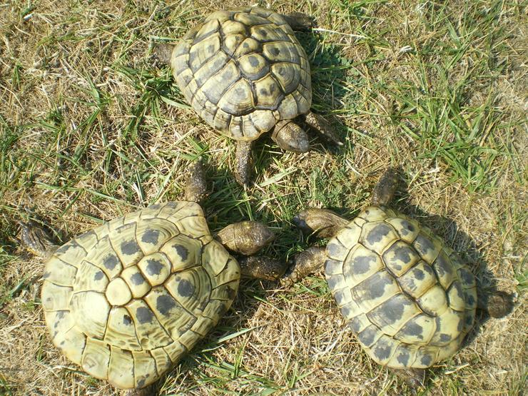 Griechische Landschildkröten - Schildkröten - Bild 1