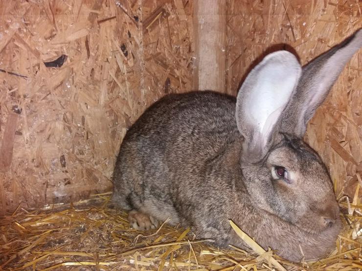 Wegen Zuchtaufgabe schöne Tiere abzugeben - Kaninchen & Hasen - Bild 2
