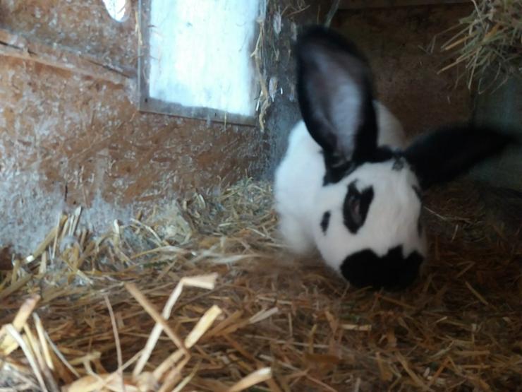 Wegen Zuchtaufgabe schöne Tiere abzugeben - Kaninchen & Hasen - Bild 4