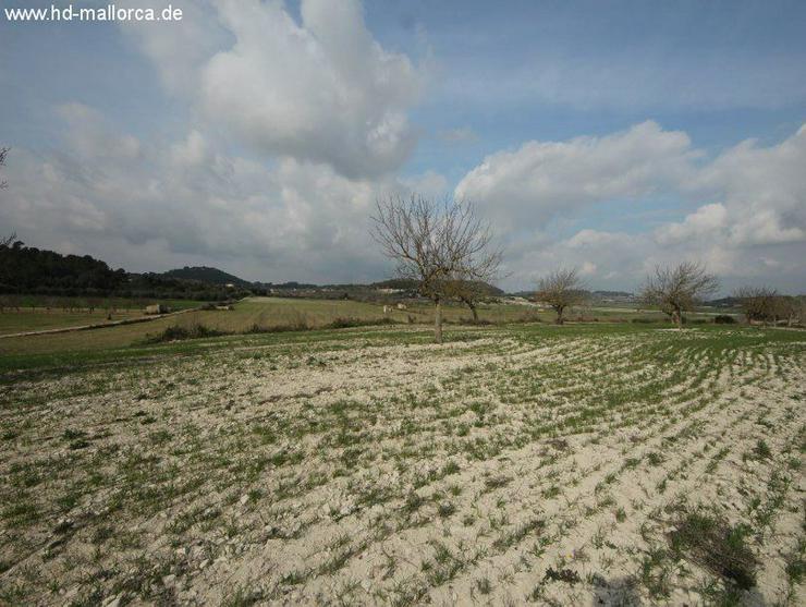 Bild 9: Grundstueck in 07250 - Vilafranca de Bonany