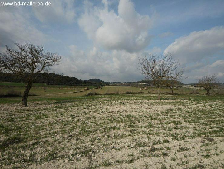 Bild 5: Grundstueck in 07250 - Vilafranca de Bonany