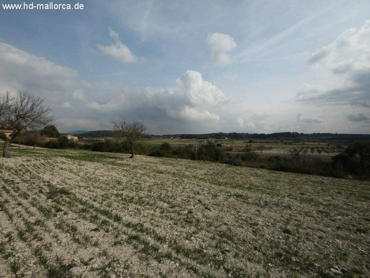 Bild 3: Grundstueck in 07250 - Vilafranca de Bonany