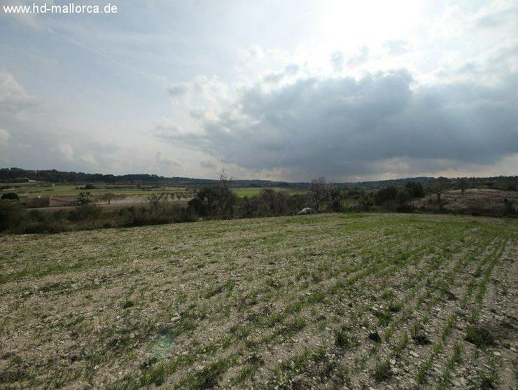 Bild 4: Grundstueck in 07250 - Vilafranca de Bonany