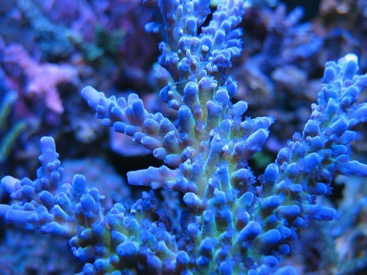 Bild 8: SPS/LPS Korallen - Acropora, Montipora  - 85051