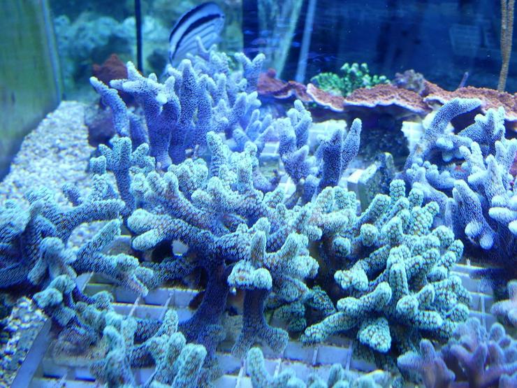 Bild 11: Korallen Ableger