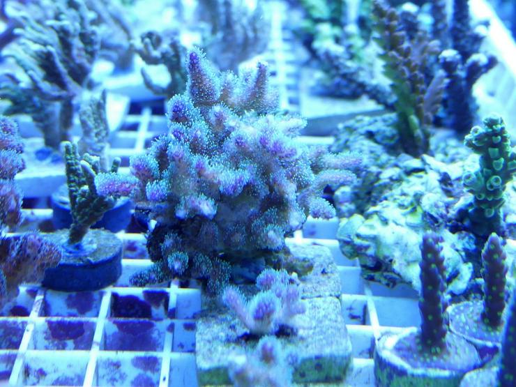 Bild 12: Korallen Ableger