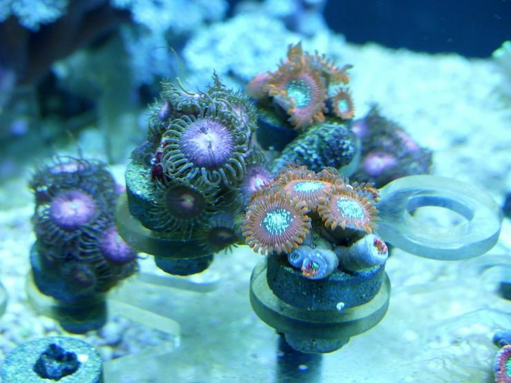 Bild 13: Korallen Ableger