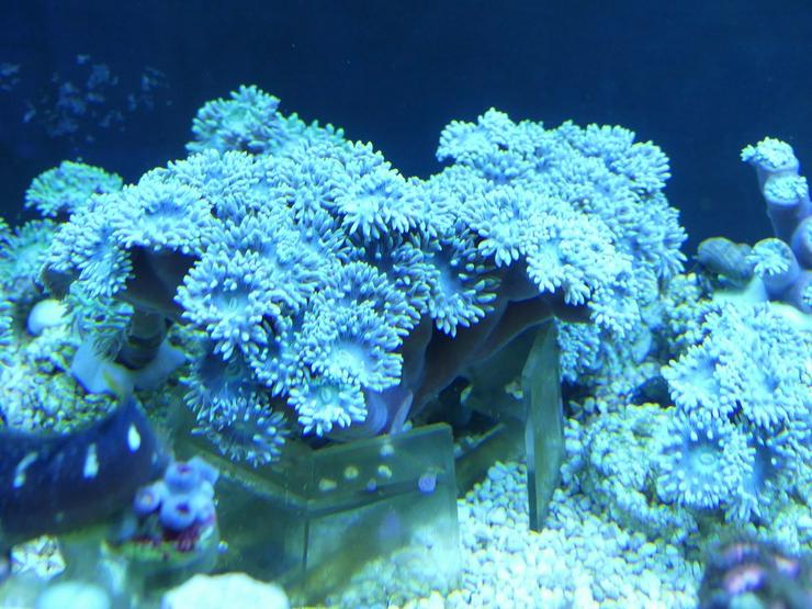Bild 14: Korallen Ableger