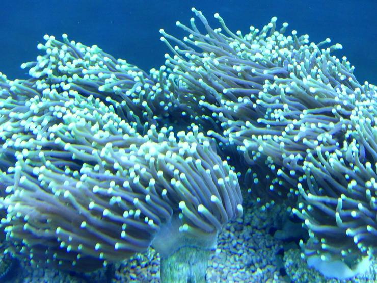 Bild 15: Korallen Ableger