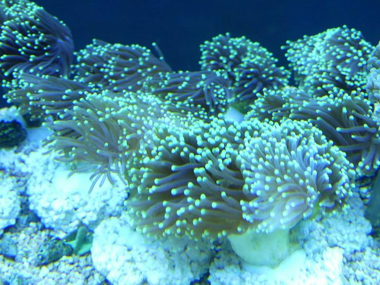 Bild 16: Korallen Ableger