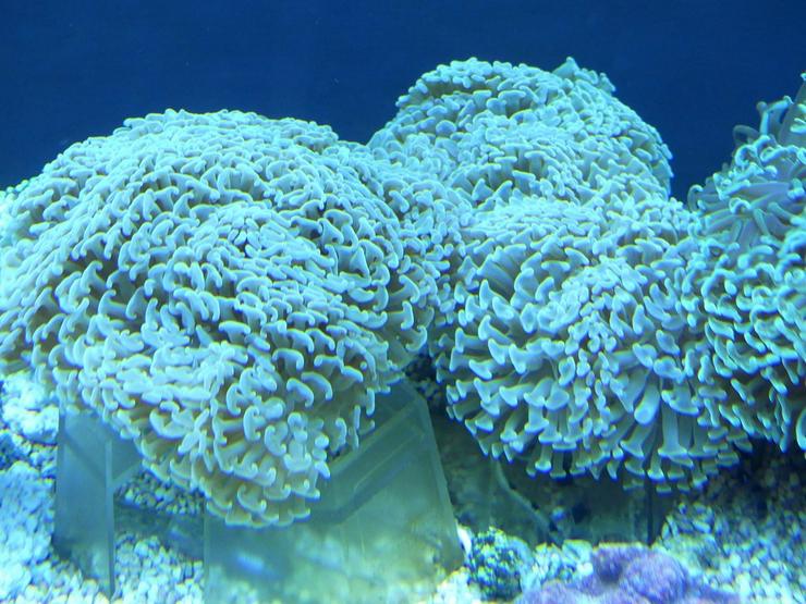 Bild 17: Korallen Ableger