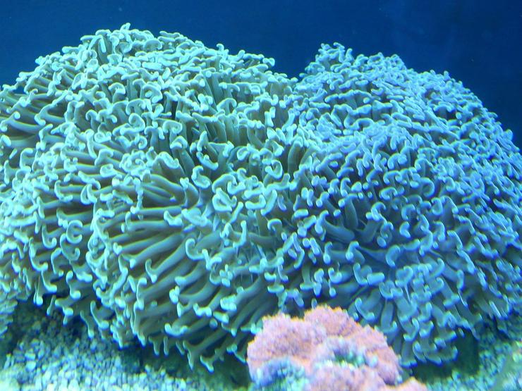 Bild 18: Korallen Ableger