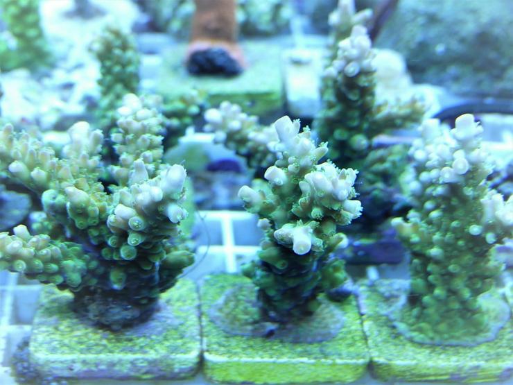 Bild 3: Korallen Ableger