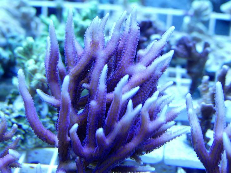 Bild 5: Korallen Ableger