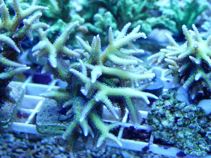 Bild 6: Korallen Ableger