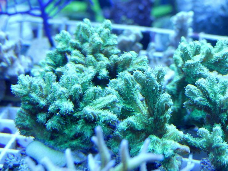 Bild 7: Korallen Ableger