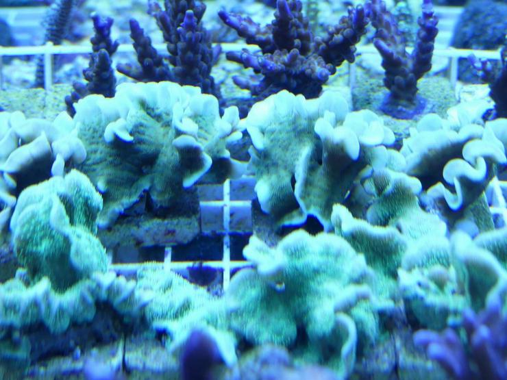 Bild 8: Korallen Ableger